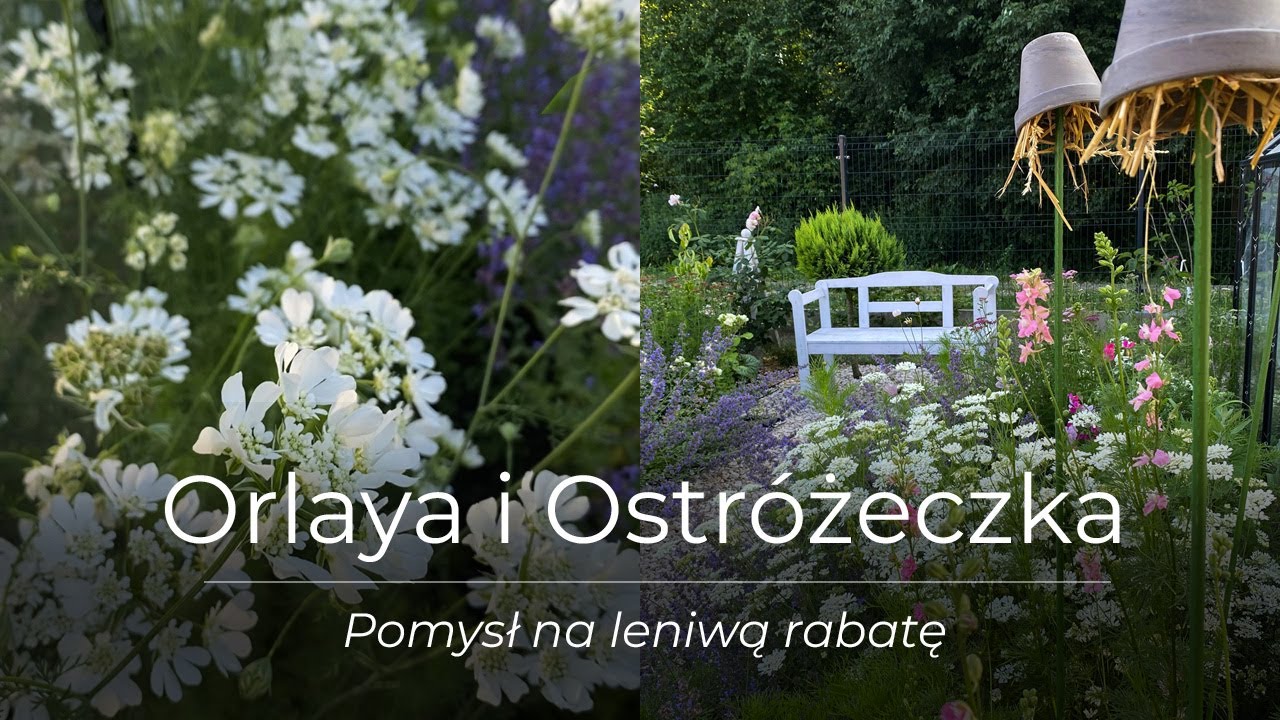 Orlaya i ostróżeczka | bezproblemowe kwiaty jednoroczne na leniwą rabatę