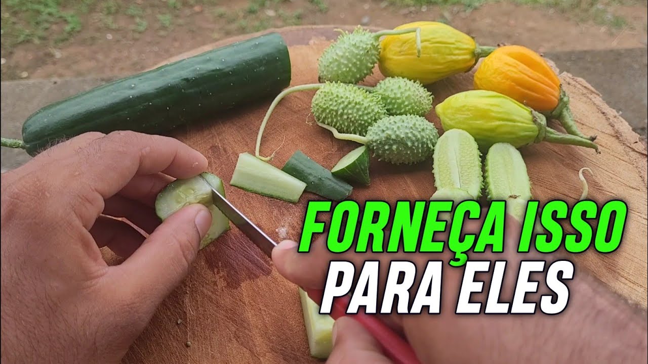 APRENDA COMO CORTAR O JILÓ, MAXIXE E O PEPINO PARA SEU PAPA CAPIM