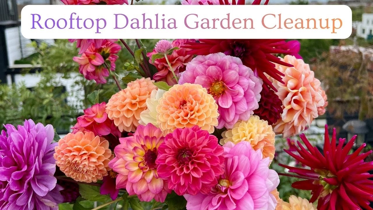 Rooftop Dahlia Garden Cleanup