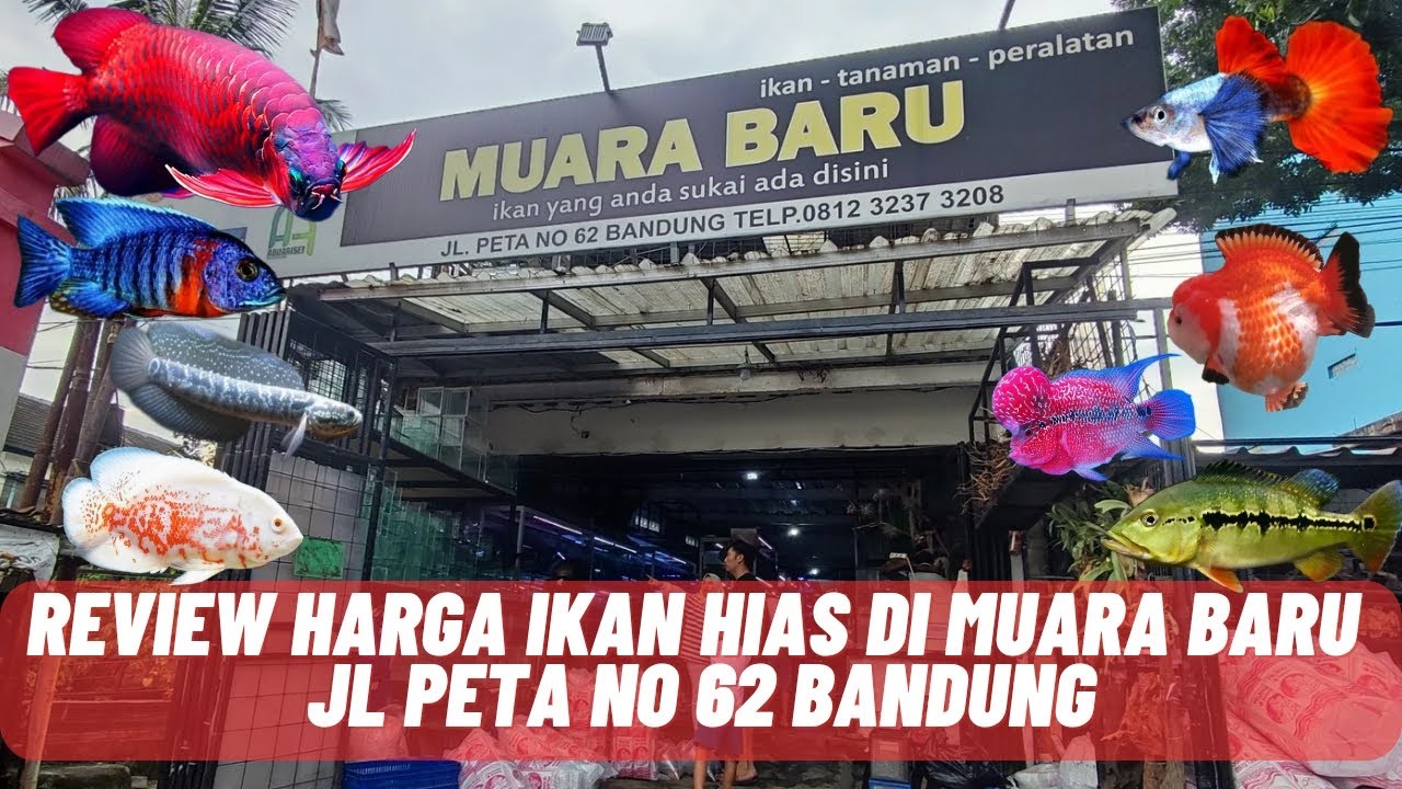 REVIEW HARGA IKAN HIAS DI MUARA BARU JL PETA BANDUNG