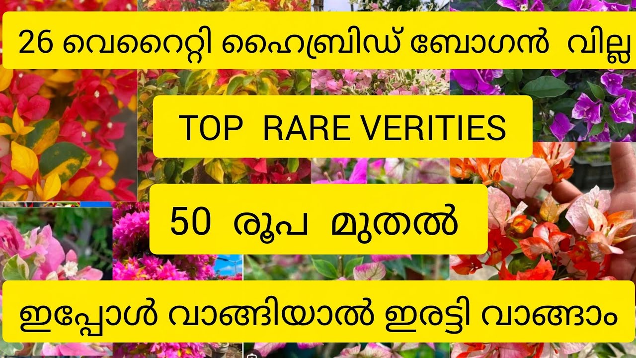 50 രൂപ മുതൽ ഹൈബ്രിഡ് ബോഗൻ വില്ലകൾ. 26 TOP RARE VERITIES. Wats app-8075526920 