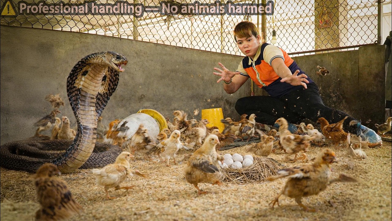 72 Hours on high alert: giant cobra invades the farm stalking the chicks—A tense face-off moment
