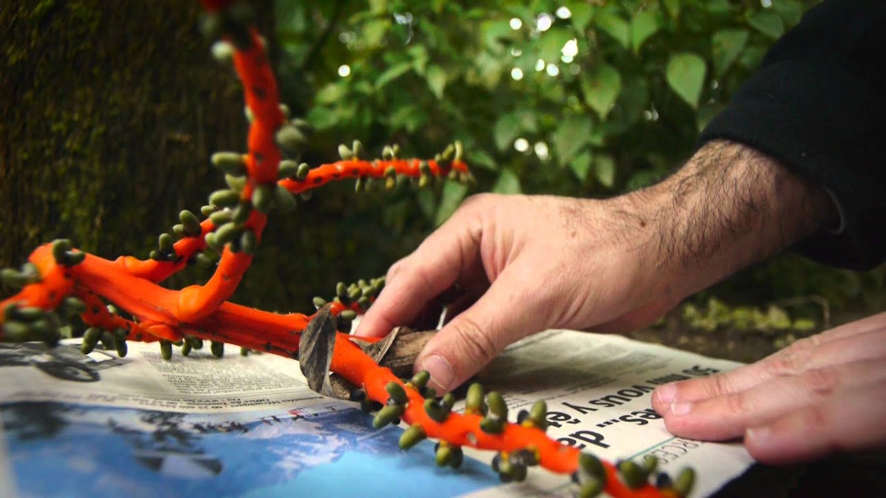 L'herbier des Conservatoire et jardin botaniques de la Ville de Genève