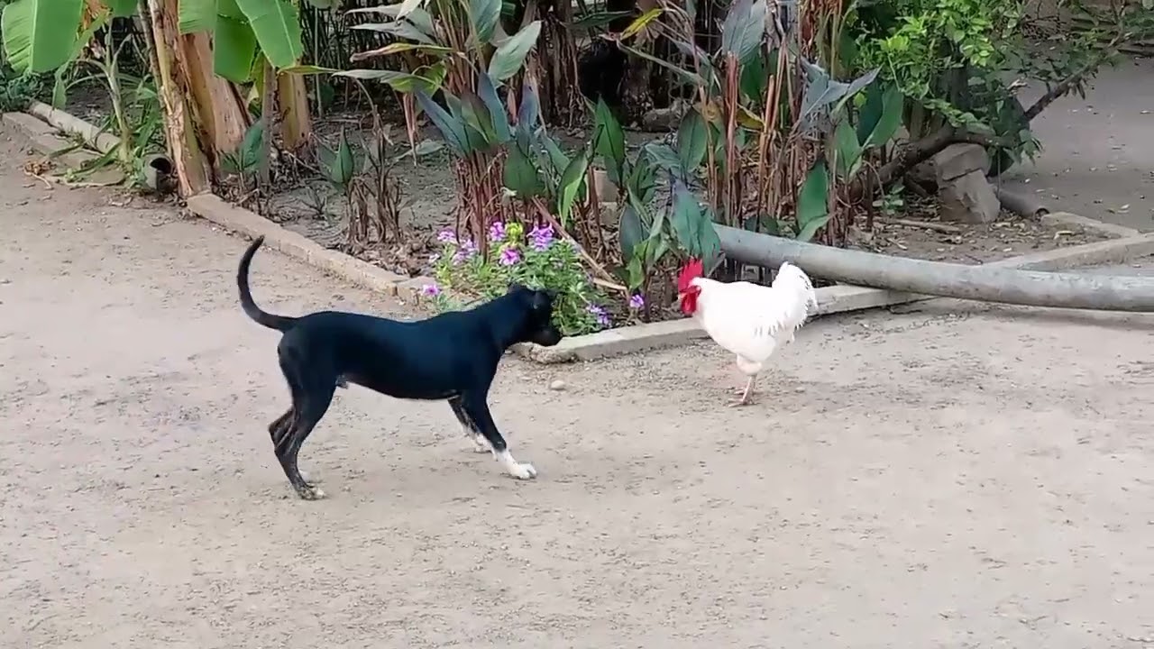 Pirrincho y Surrancho