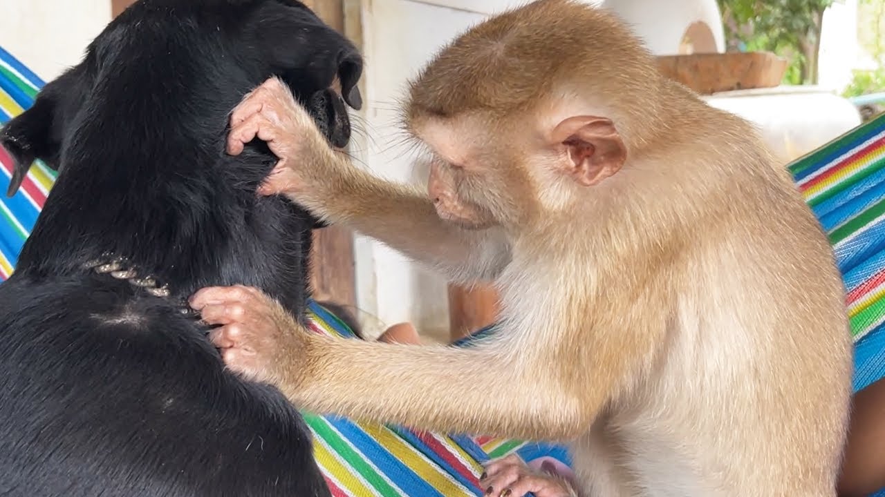Adorable Zueii Like To Grooming Her Dog Achoung Daytime
