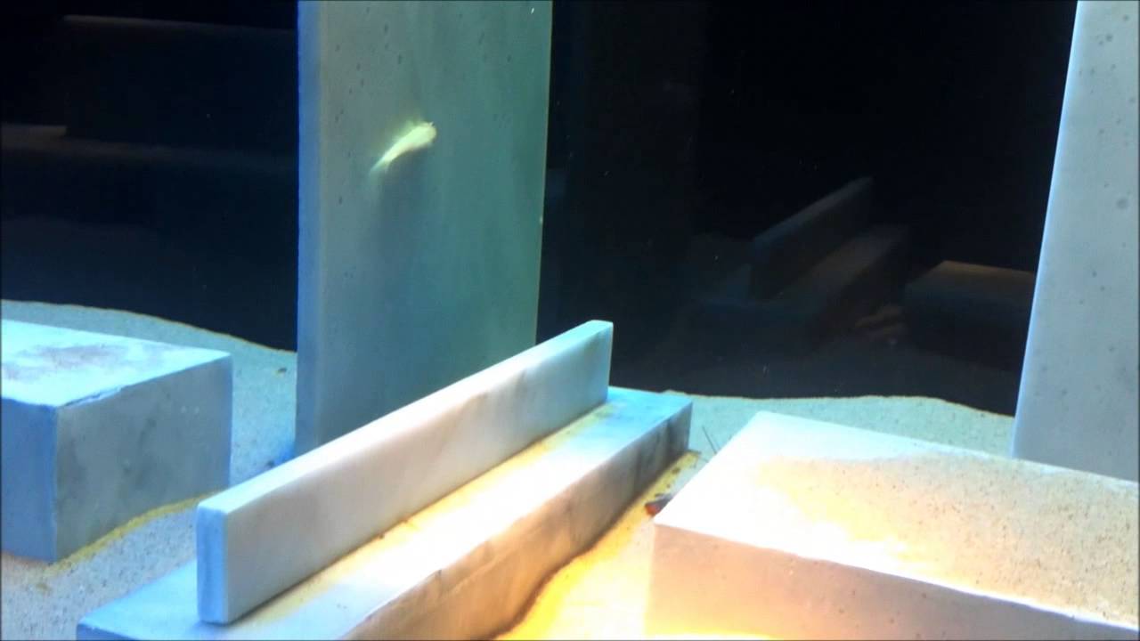 M   Museum Leuven  Moderne kunst en vissen