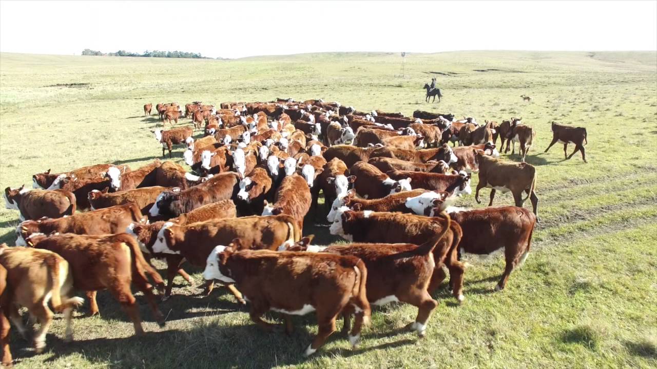 Creep Feeding (1 de 5): impacto económico. Fororural.com