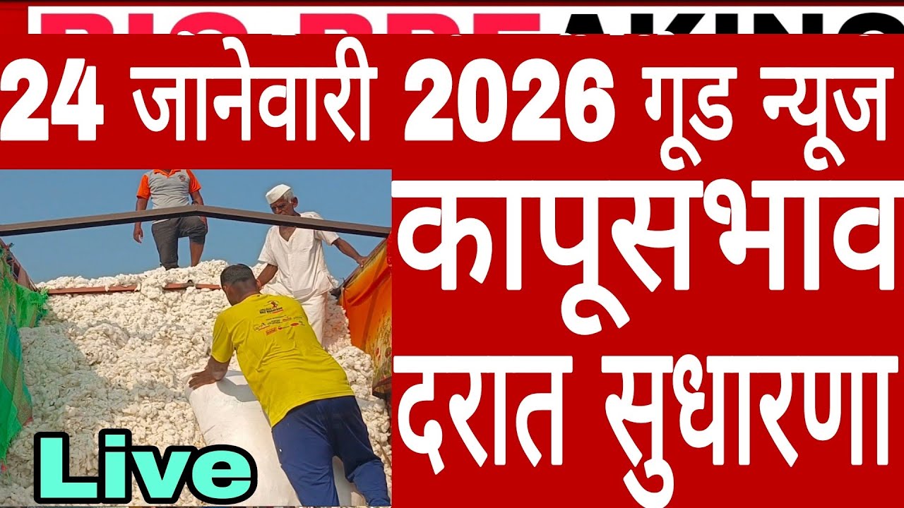24 जानेवारी 2026 अखेर राज्यातील कापूस शेतकऱ्यांसाठी सर्वात मोठी बातमी आजचे ताजे कापूसभाव cottonrate
