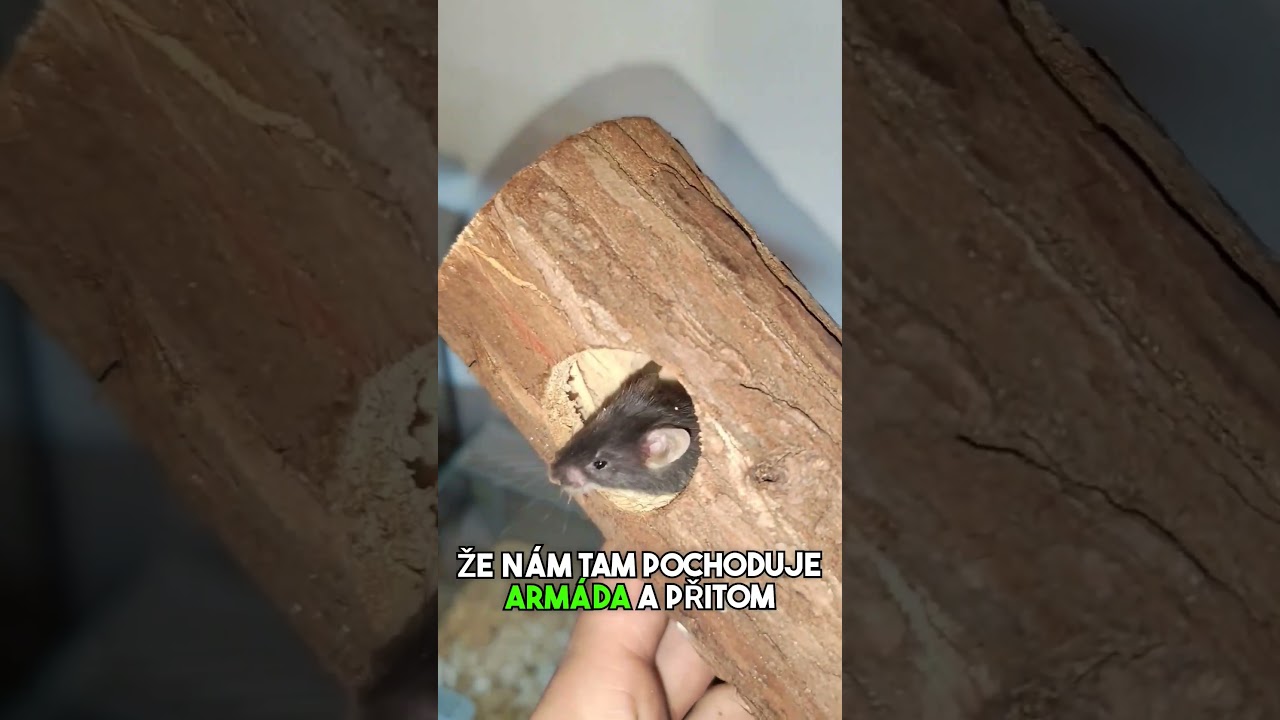 TAKOV&Yacute; BORDEL CO DĚLAJ&Iacute; #fyp#mys#my&scaron;#chov#chovatel#teraristika#cz#czech#zvire#sokolik