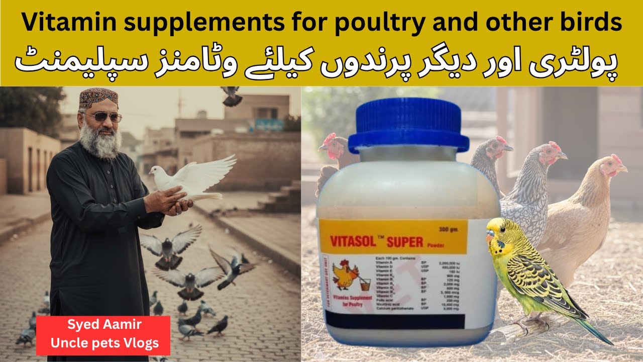 Multi Vitamins Supplement for Birds | Vitasol Super Powder | My Pets | Uncle Pets Vlogs