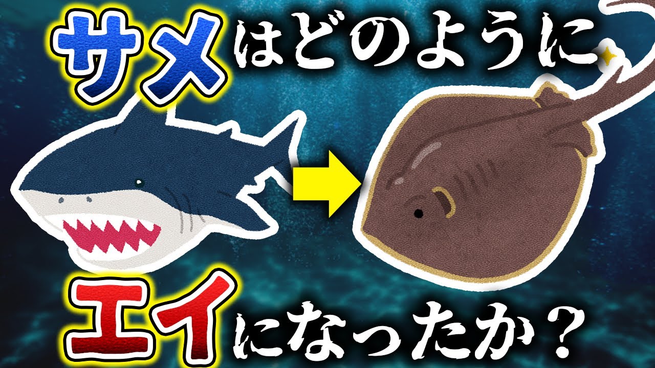 【ゆっくり解説】エイは元々サメだった？！古代のキメラ新種も発見される！