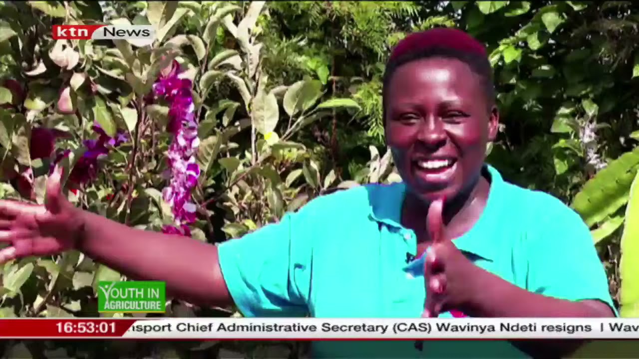 Youth in Agriculture: Meet Cate Wambugu, a farmer who has ventured into apple production in Kenya |2