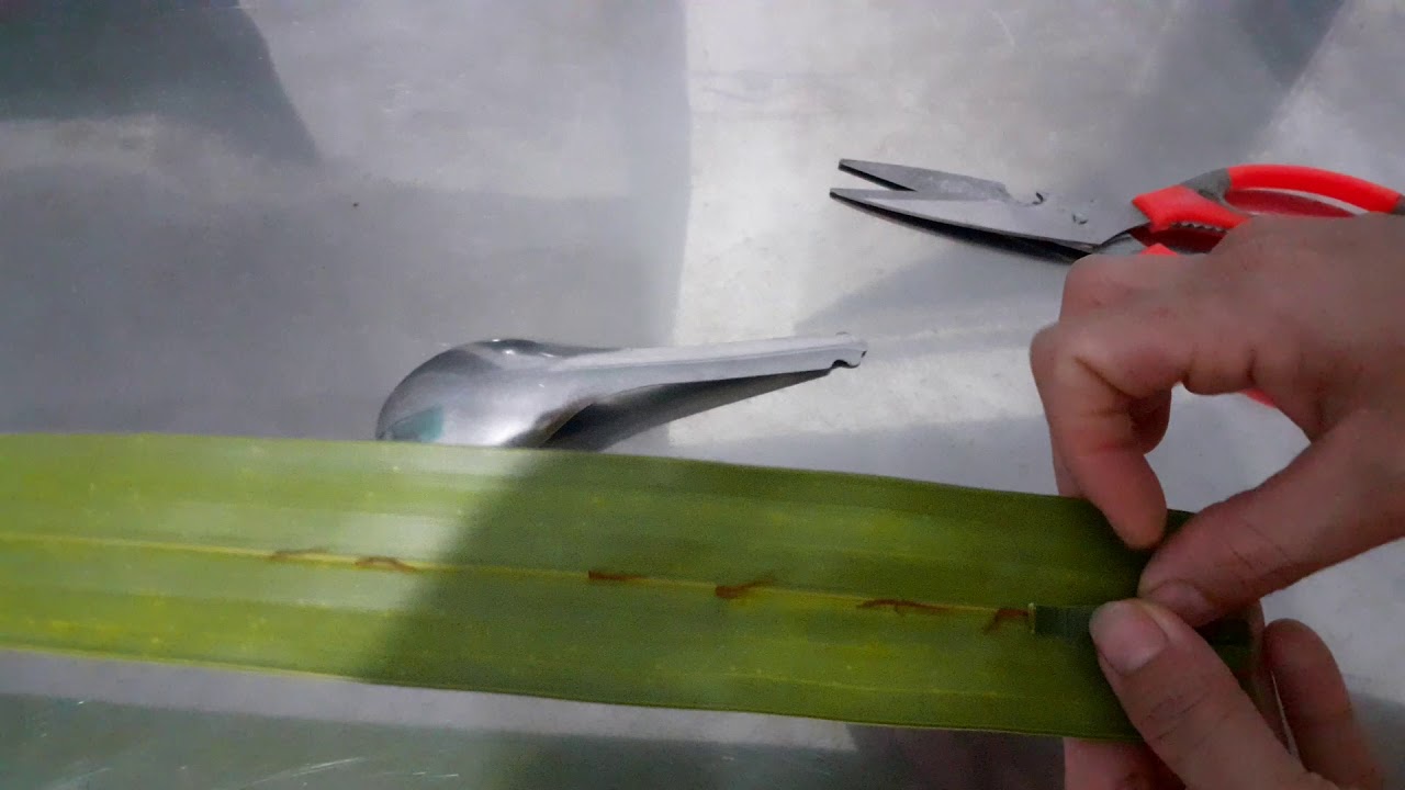 Cách xếp hộp vuông bằng lá dừa nước//thành