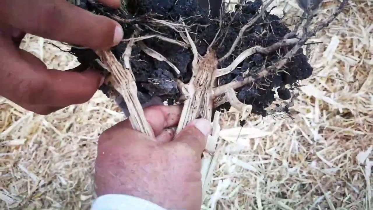 Atider maíz amarillo de alto rendimiento, trilla de mas de 17 ton/ha en Pénjamo gto. dic 04 2020