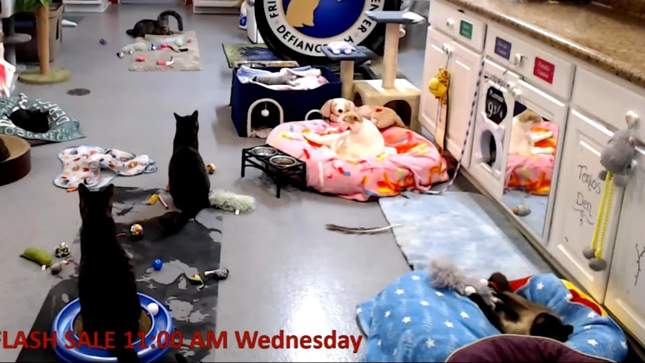 Ramsay - Kickin' It!!! 08-05-2025 by StripeyD Friends of Felines Rescue Center (FFRC)