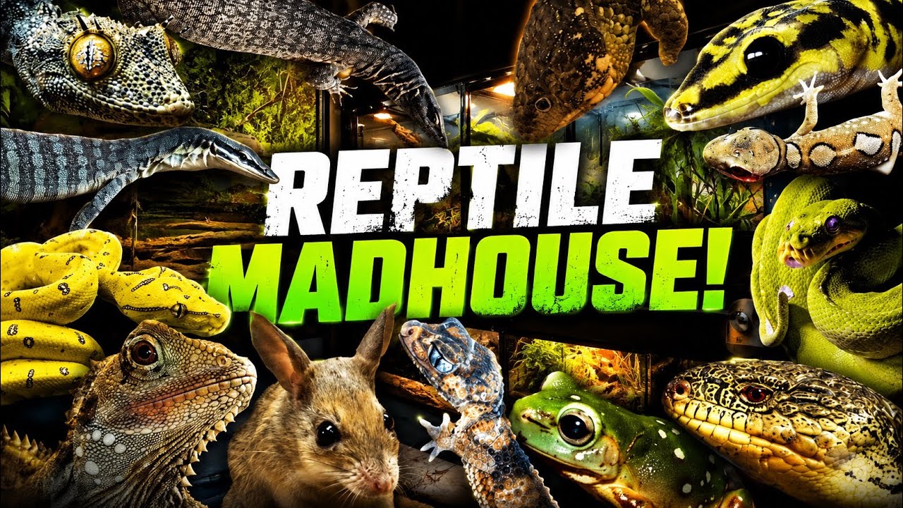 MEGA Australian Reptile Room / Home Tour February 2023! 🇦🇺