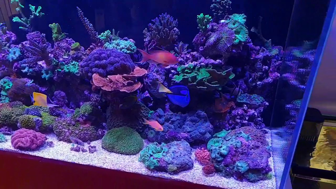 Como montar acuario de cuarentena y hospital , tratamiento punto blanco y odinium.