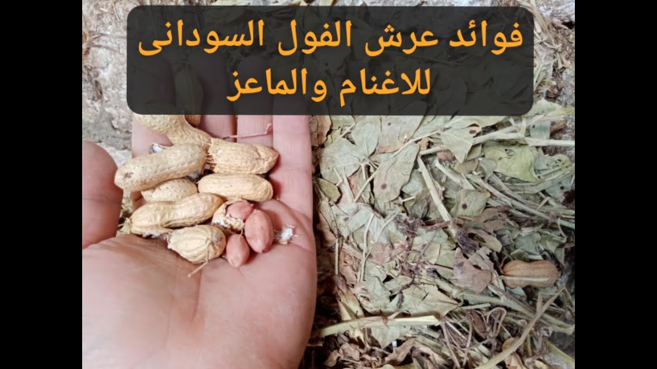 فوائد عرش الفول السودانى للاغنام والماعز