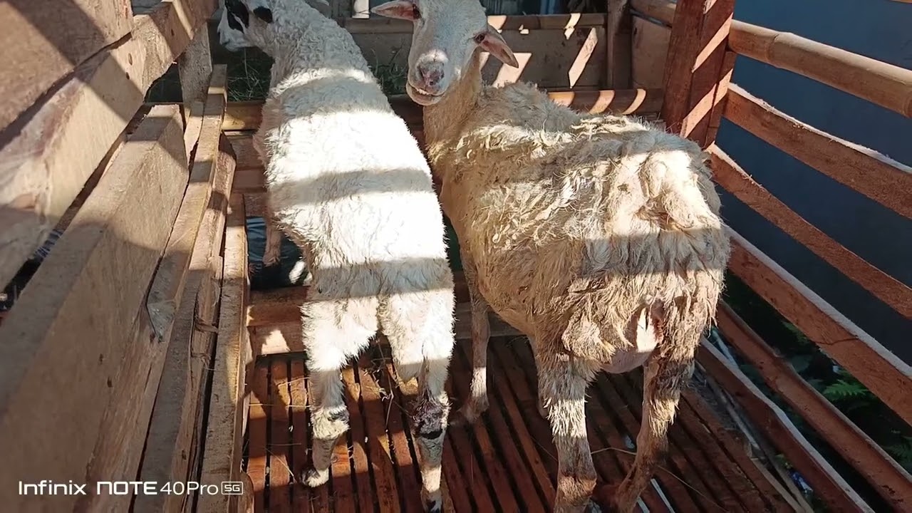 indukan domba priangan super dan calon anakan super usia 2 bulan
