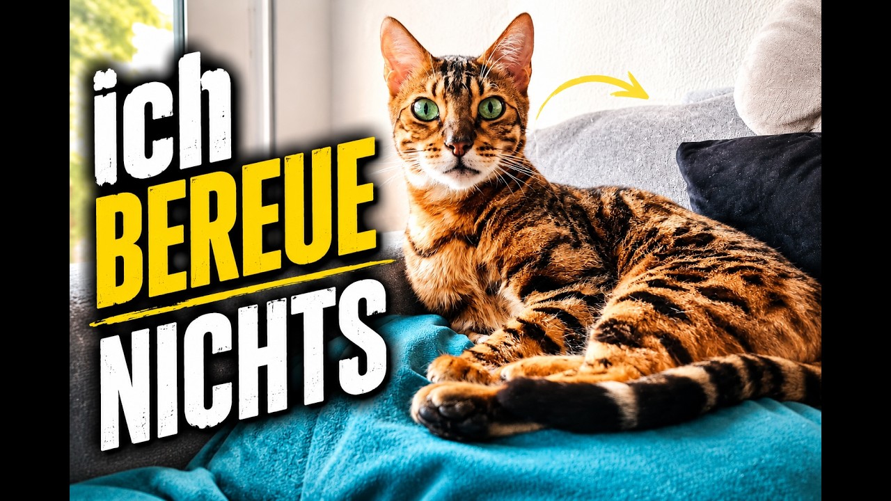 Bengalkatze eskaliert komplett #leonardo #leo #cat #katze #videofeed #katzenvideos #cattok #pets