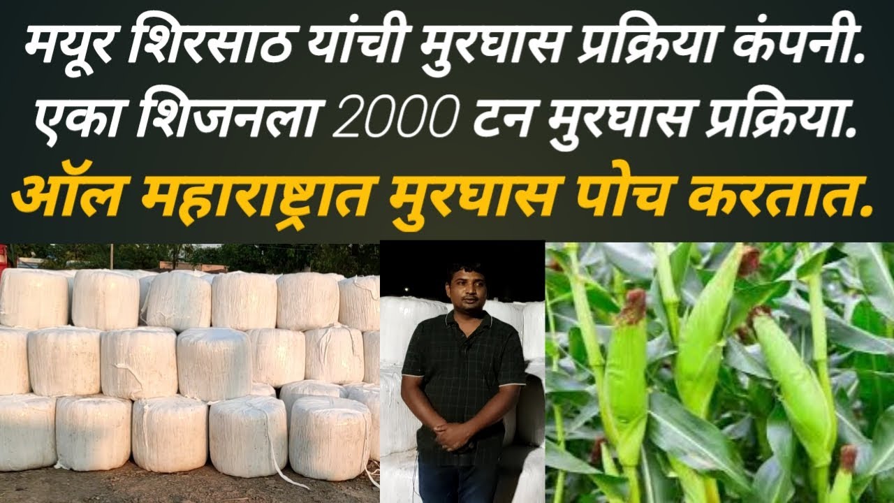 पीवर मक्यापासून बनवलेला जबरदस्त मुरघास, सर्व महाराष्टात कुठेही पोच केला जातो:sailage bag: