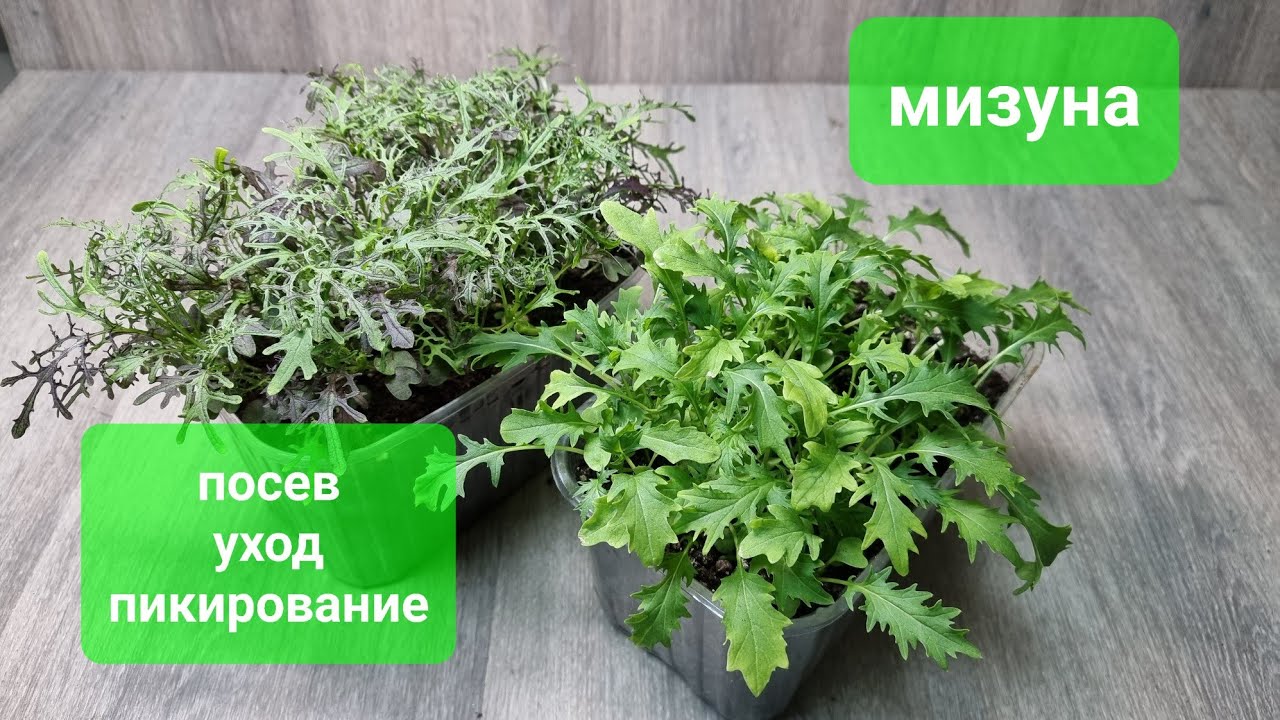 Мизуна - листовая горчица (капуста). Посев, пикировка. Японская капуста.