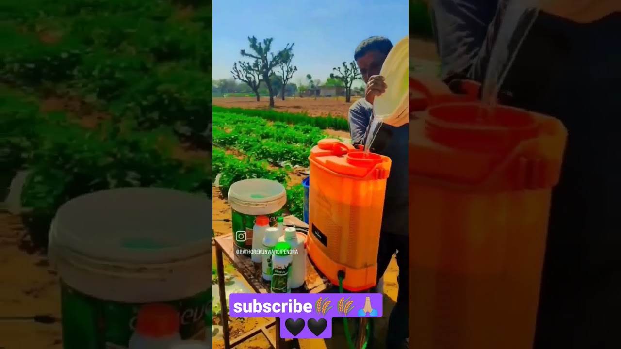 application of pgr in cucurbits crops ||agriculture||farming||