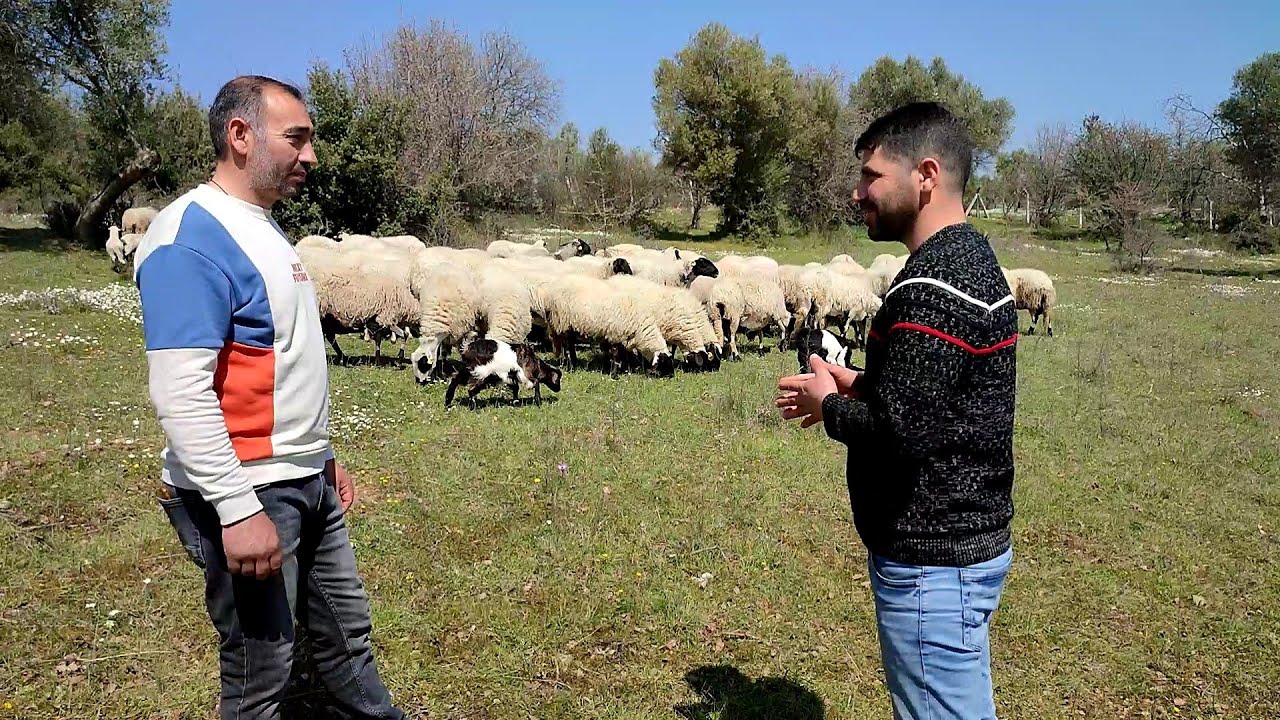 BÖYLE SAKIZ KOYUNU HER YERDE BULUNMUYOR#sakız#koyunu#verimi#ve#fiziki#özeliği#