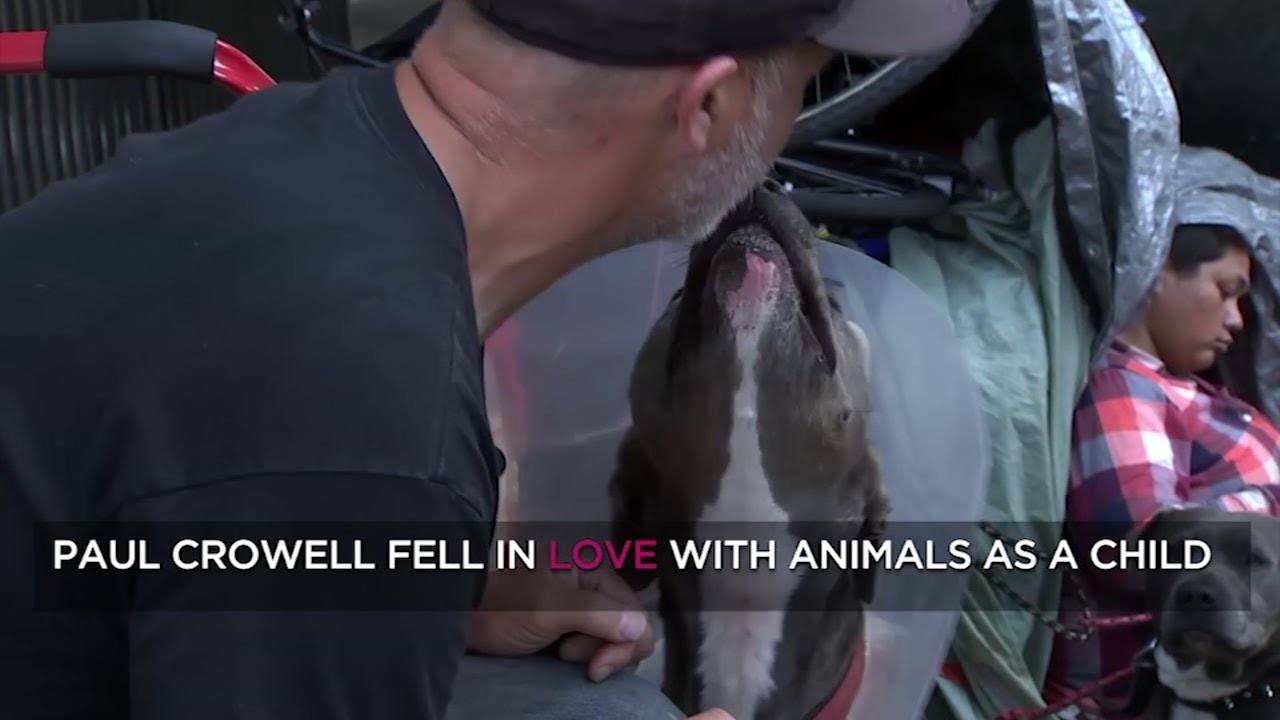 This man's passion for helping homeless dogs will inspire you