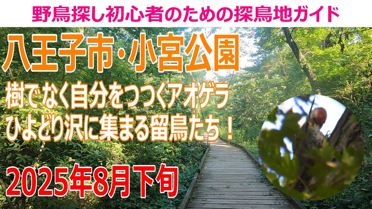 小宮公園(東京都)の探鳥地レポート　樹でなく自分をつつくアオゲラ！ひよどり沢に集まる留鳥たち！　2025年8月下旬