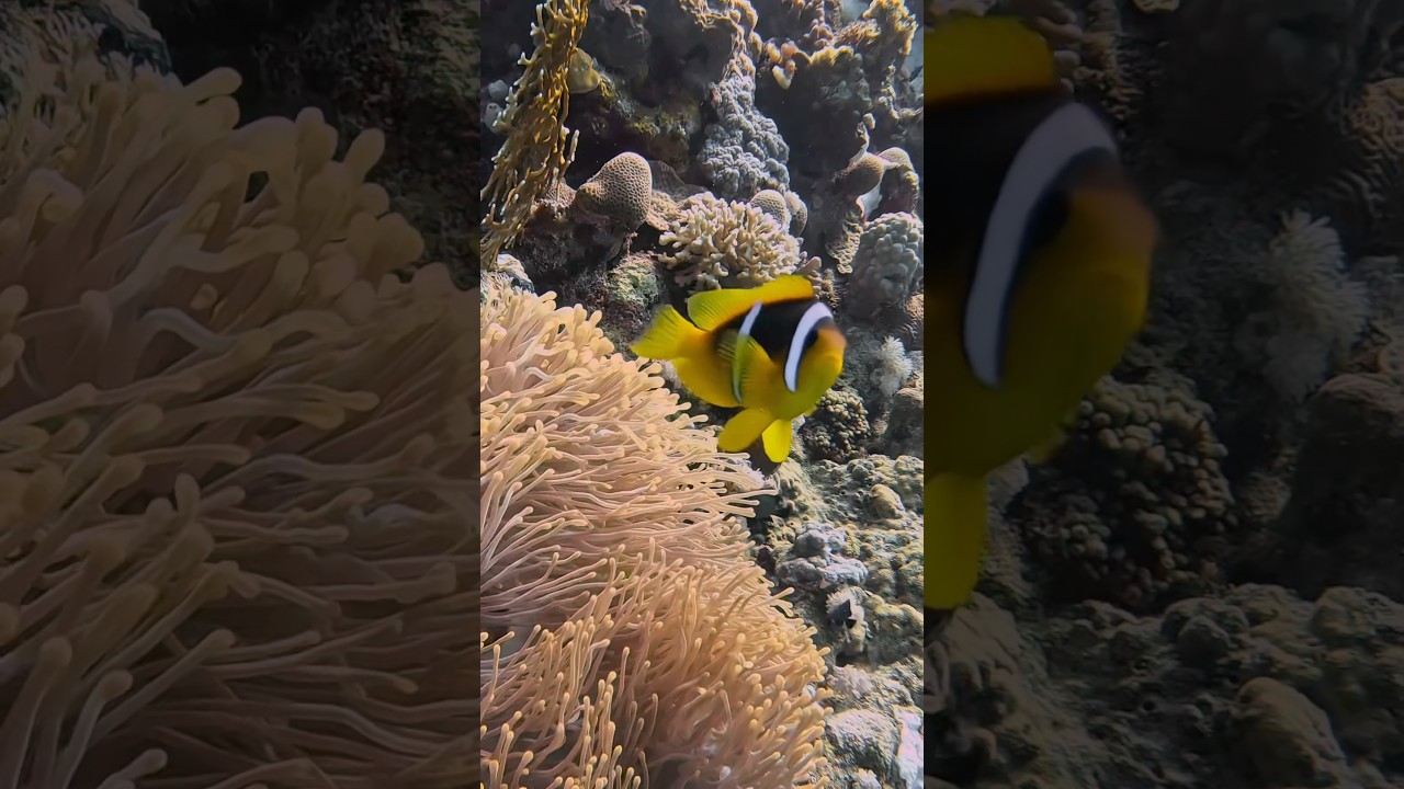 Clownfish protecting anemone coral 