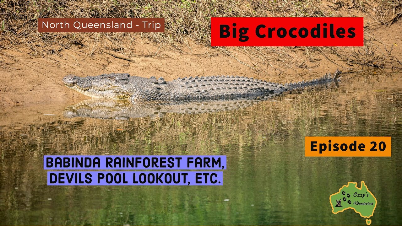 Episode 20, Babinda Rainforest Farm & Alpacas, Babinda Boulders, Devils Pool Lookout, etc.