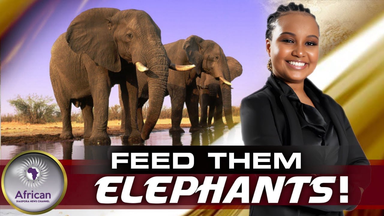 Zimbabwe's Controversial Decision: Culling 200 Elephants to Alleviate Drought-Induced Hunger