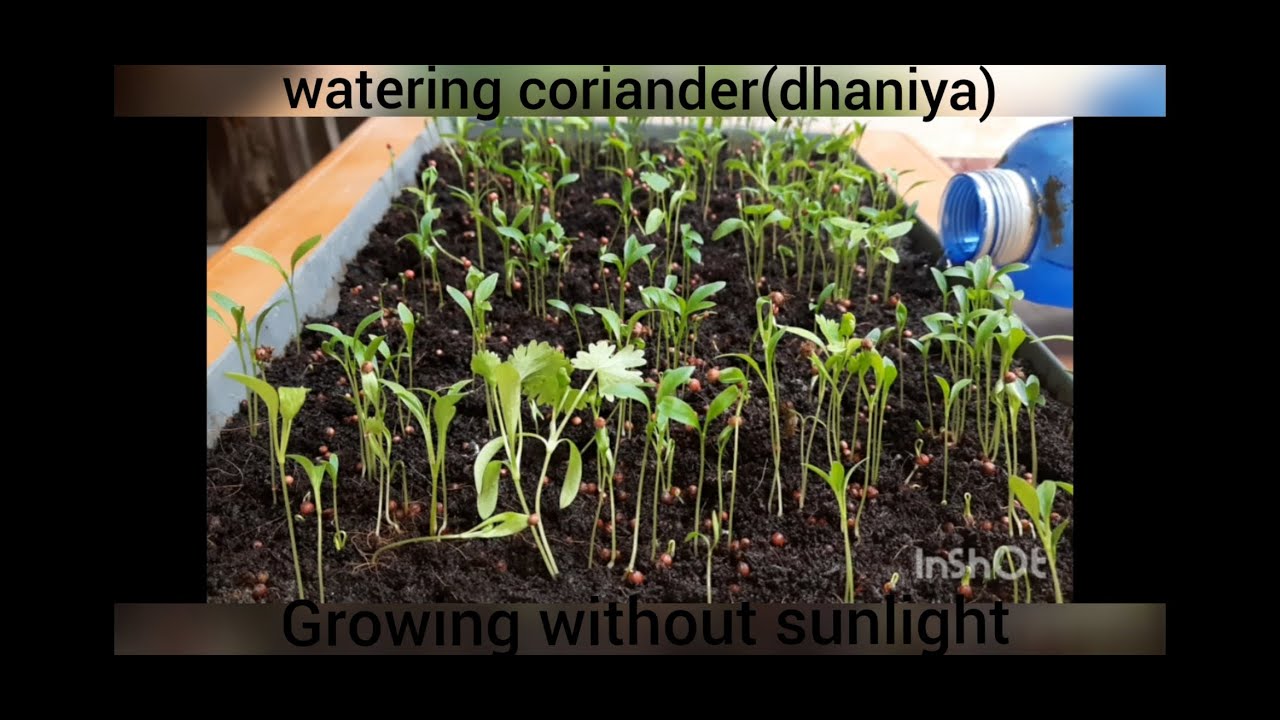 watering coriander(dhaniya) | coriander (dhaniya) hydroponically | growing without sun light