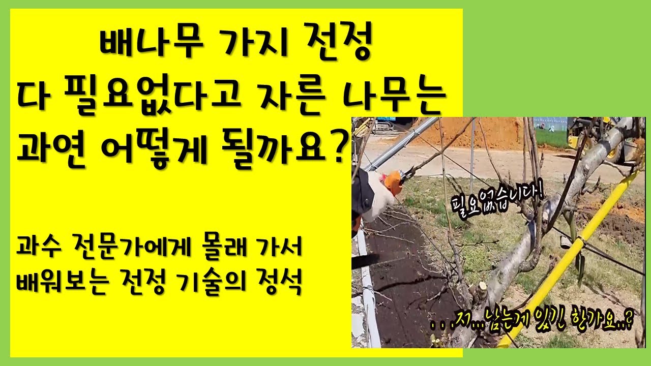 #배나무 전지 #농업기술센터 #예천군 과수전문가에게 직접가서 배워보는 전정기술