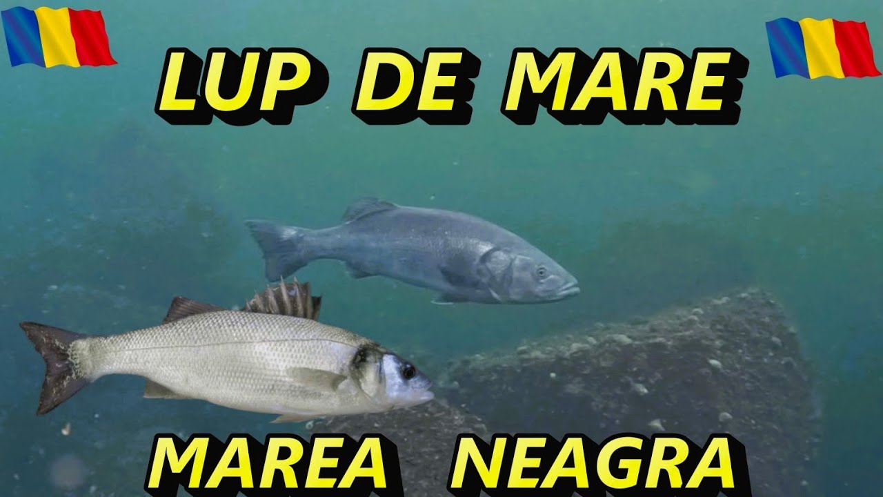 🔱Am filmat unul dintre cei mai rari pești din Marea Neagră. Lavrac, Biban de mare , Lup de mare.