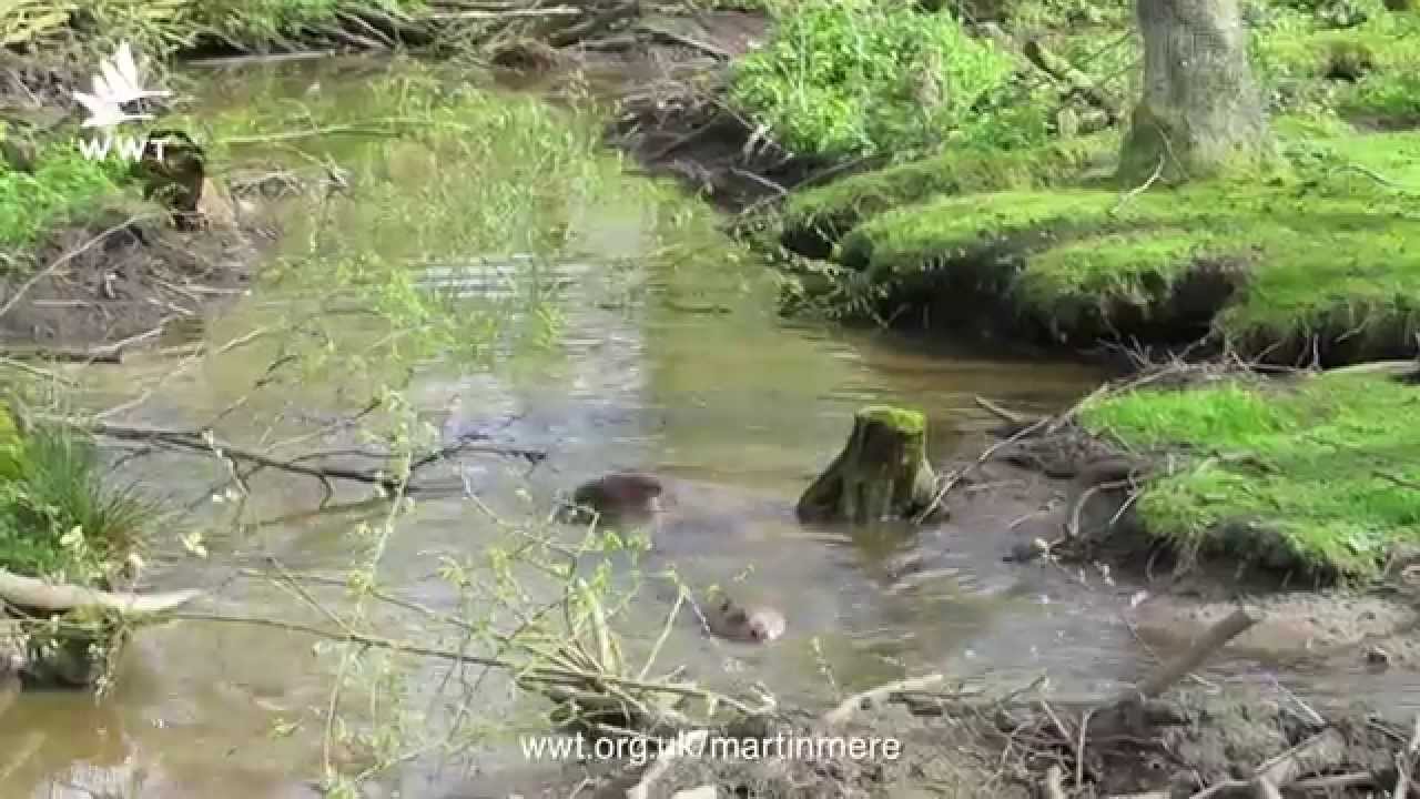 WWT Martin Mere - Beavers