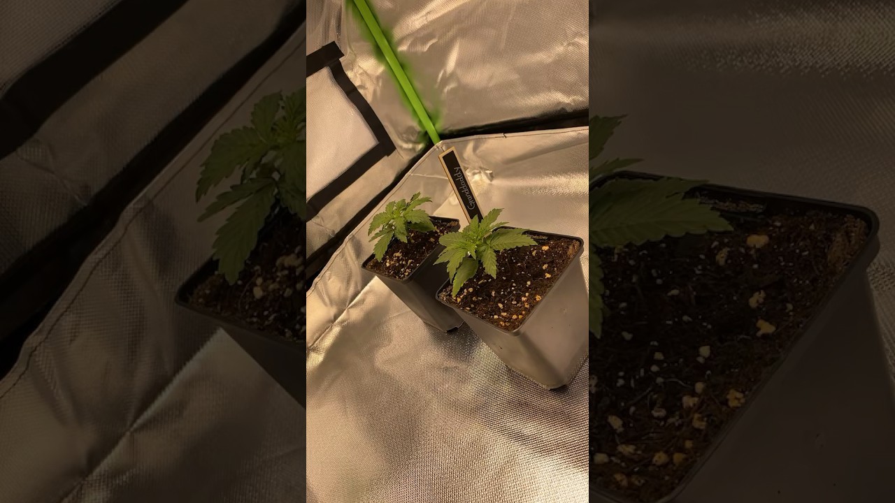 Granddaddy Purple Auto in selbst gemixter Supersoil Tag 14 #cannabisdaily #cannabisheals #homegrown