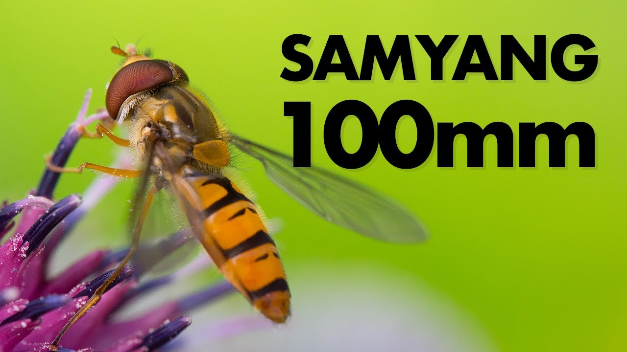 Samyang 100mm f/2.8 Macro Lens Review – Still a good purchase in 2021?