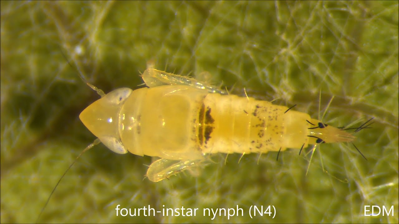 Scaphoideus titanus, stages of development, ED Marchesini