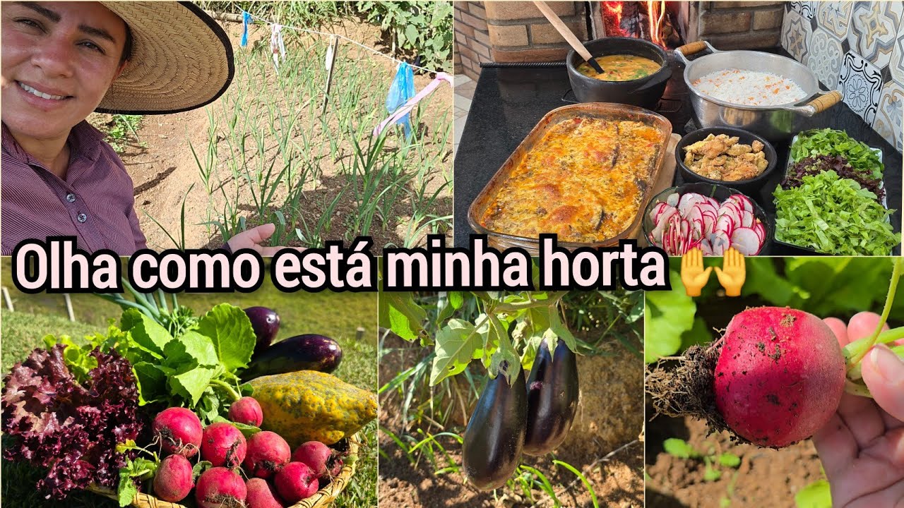 FARTURA NA COLHEITA/ALMOÇO DO DIA COM LASANHA DE BERINJELA/ROTINA DO MEU DIA.