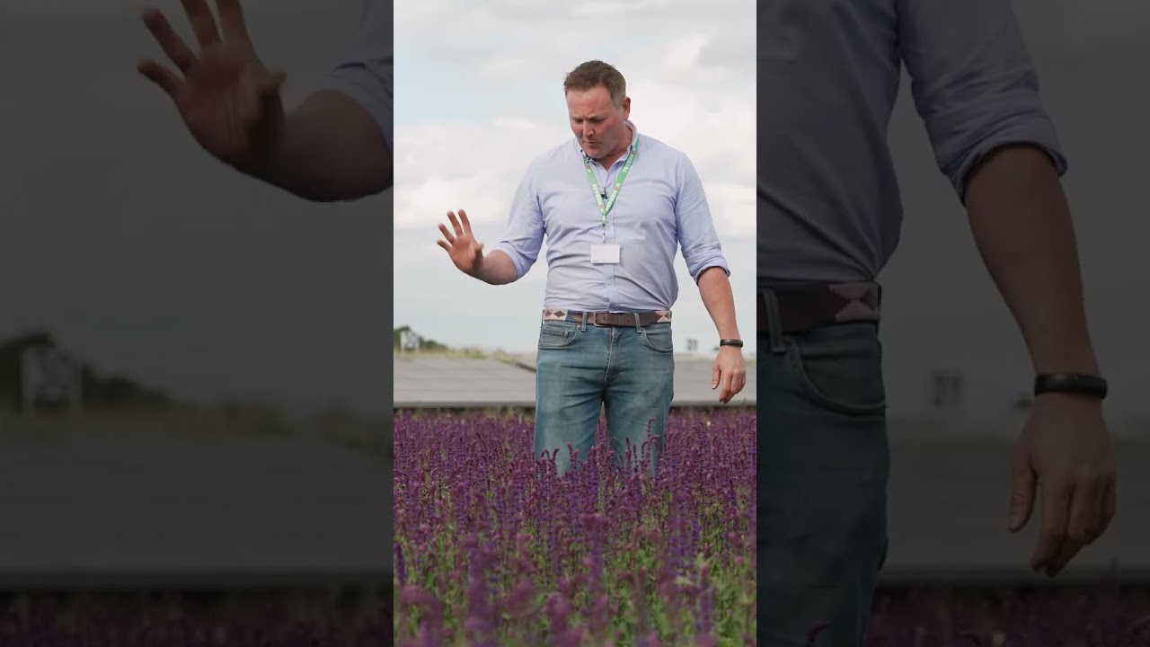 Homebase – David's Top Tips on Salvias