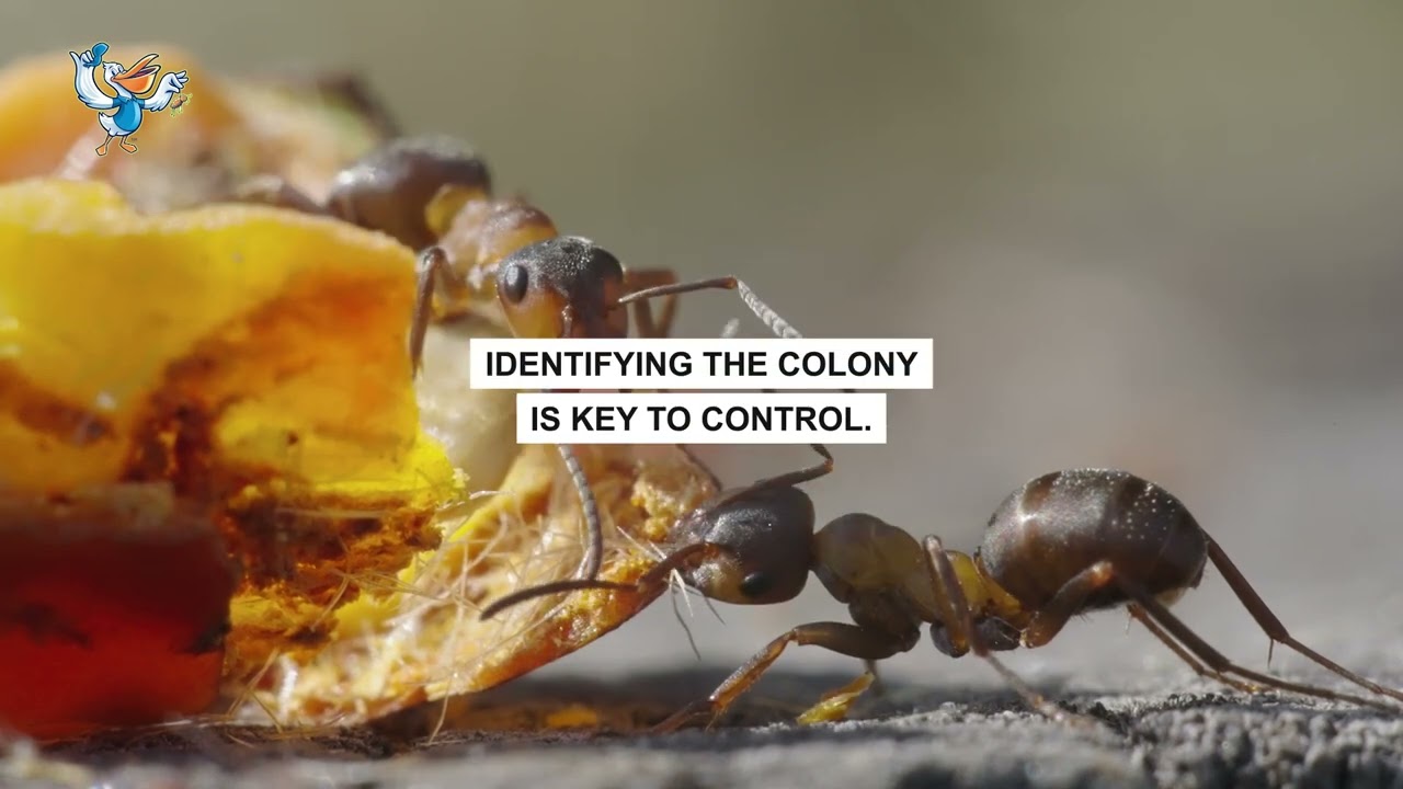 Expert Ant Control in Baton Rouge | Pelican Pest Control Solutions