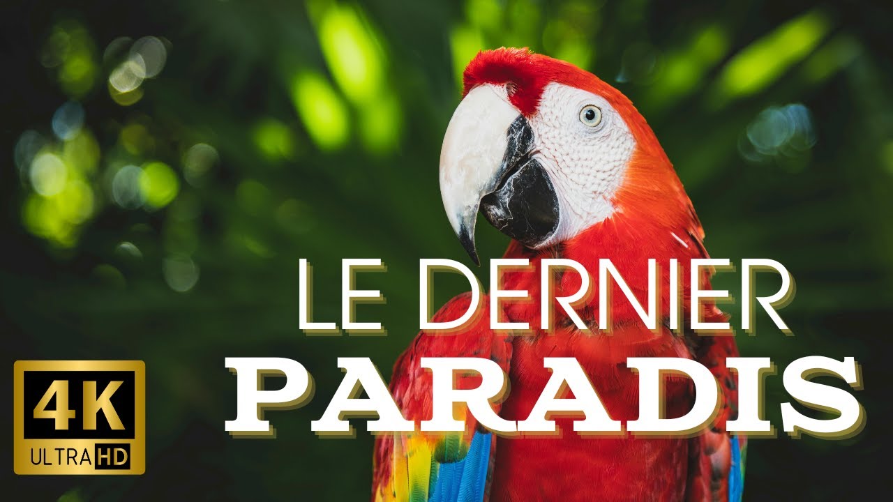 Voyage au cœur de l'AMAZONIE le dernier sanctuaire sauvage : REPORTAGE 4K