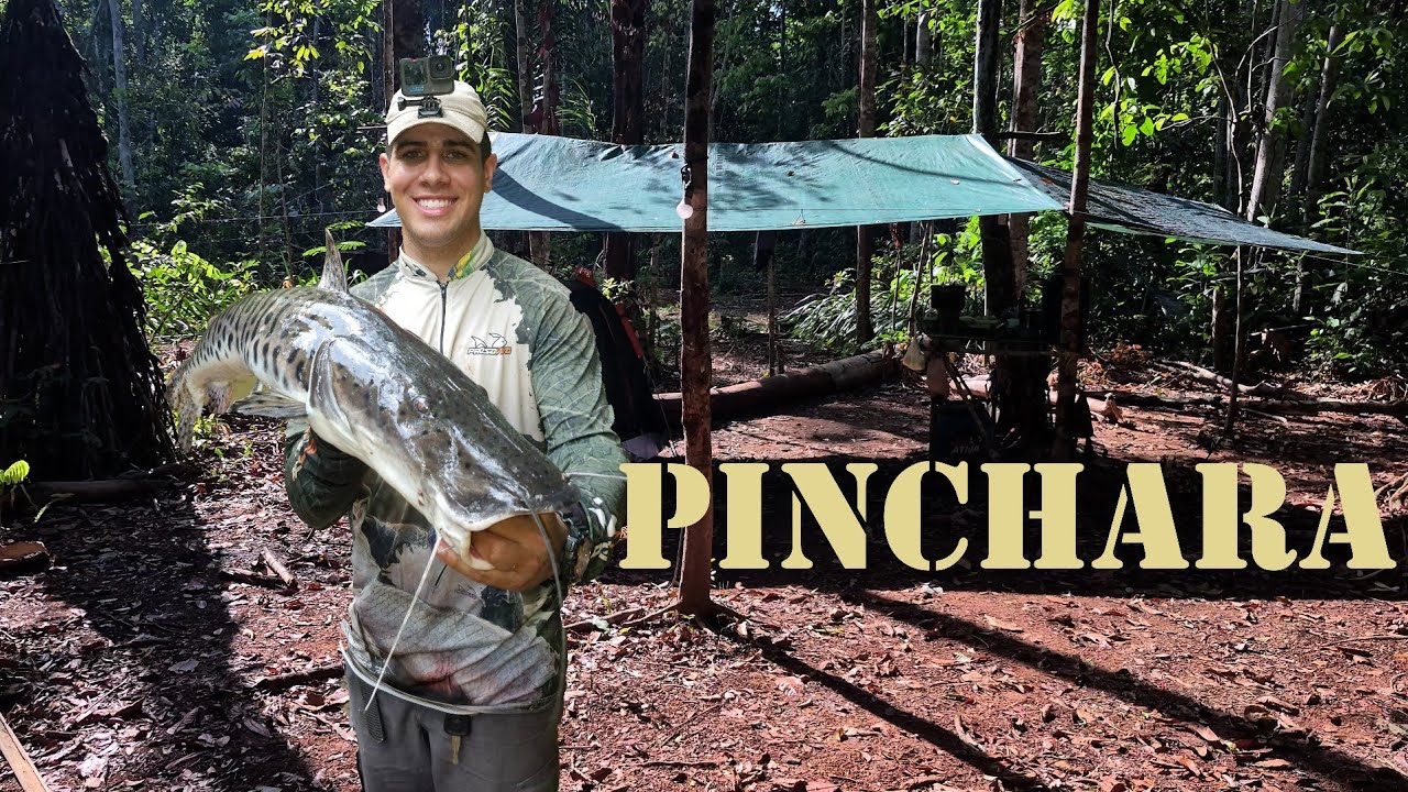 Acampamento🏕 e pescaria no Rio Ipiranga: Cachara Gigante e Água Cristalina!
