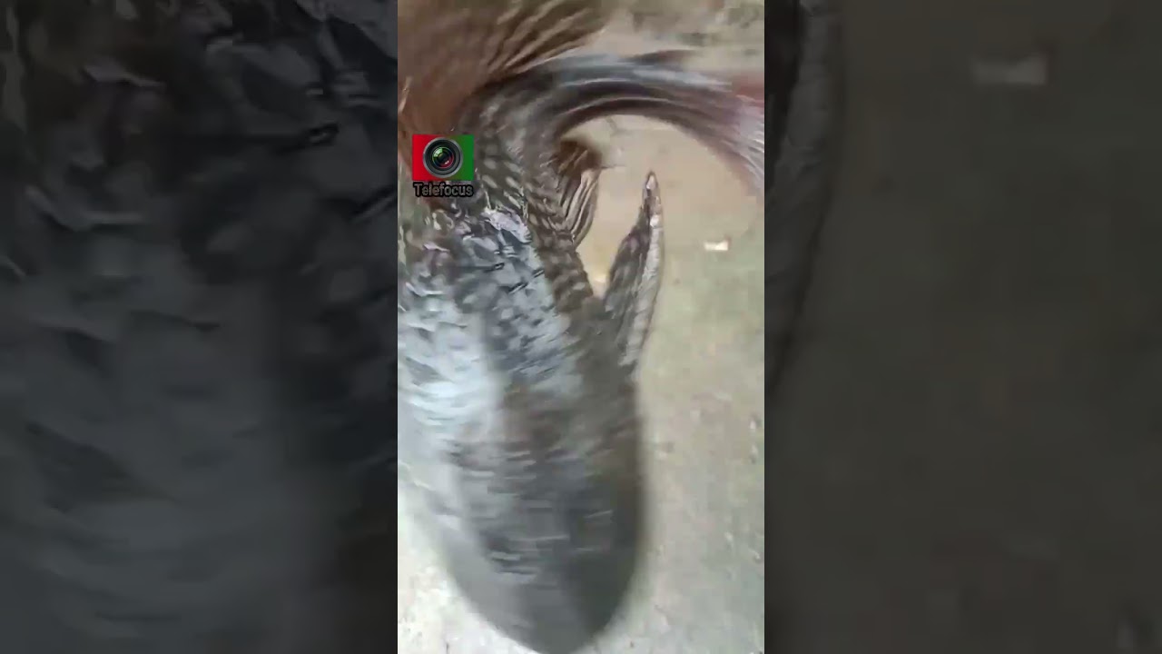 Suckermouth catfish in Jamuna river