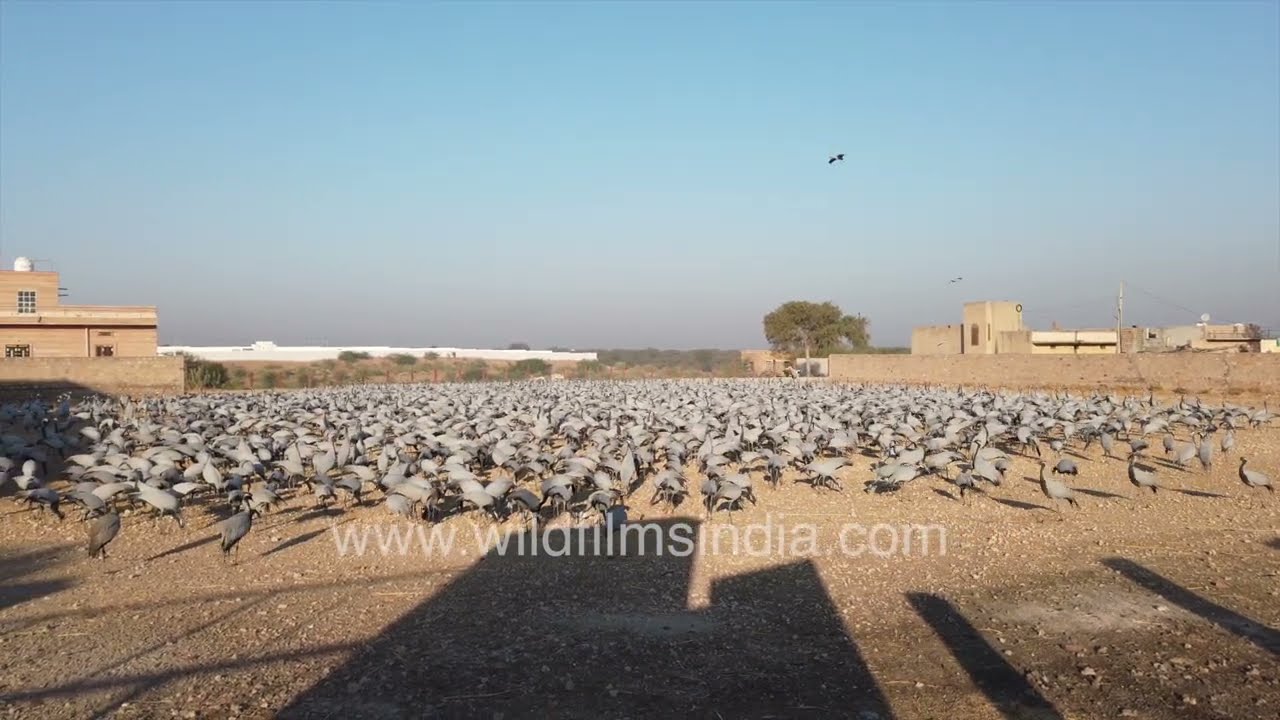 Thousands of Demoiselle Cranes calling at Khichan in Rajasthan