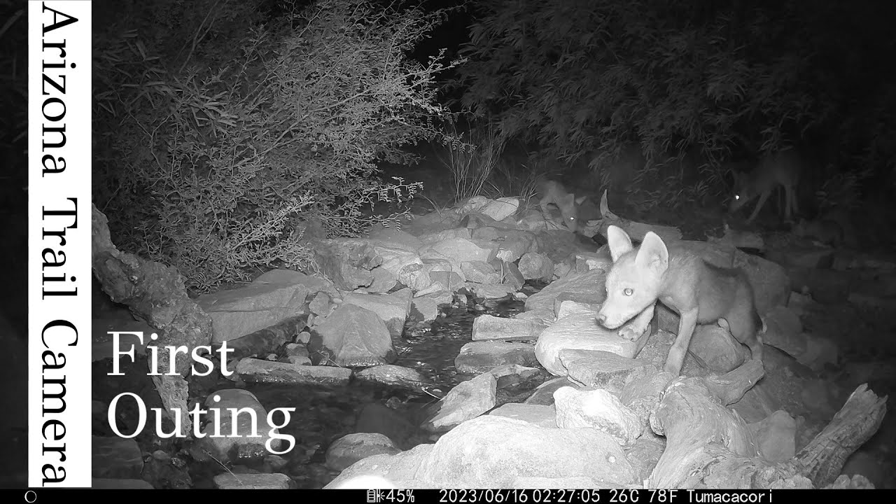 First outing for a litter of 4 coyote pups,  javalena red, quail chicks and more wildlife in Arizona