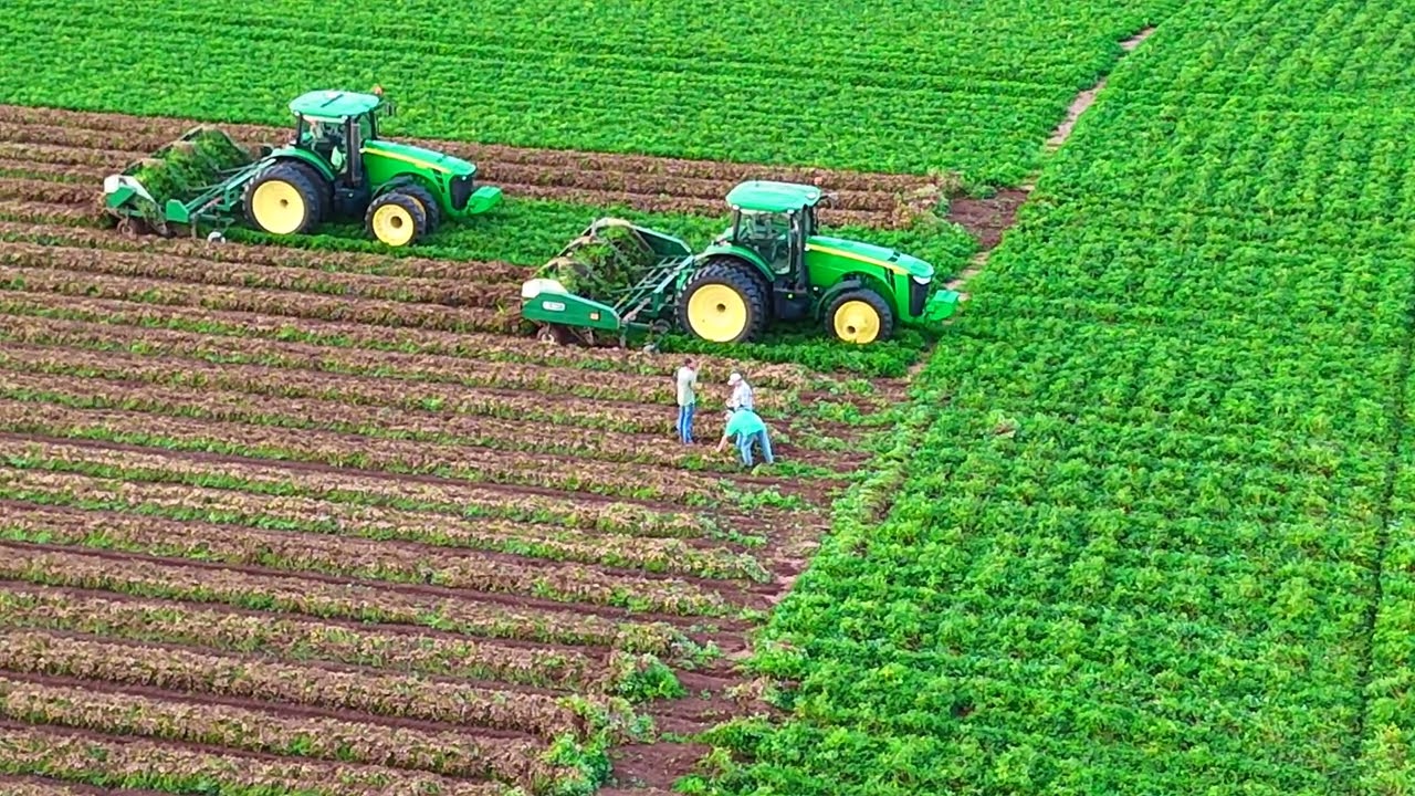 Harvesting Peanuts
