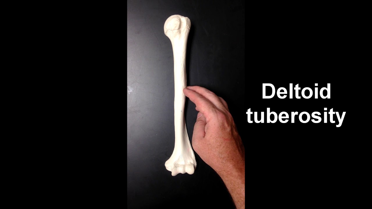 Anatomy of the Humerus